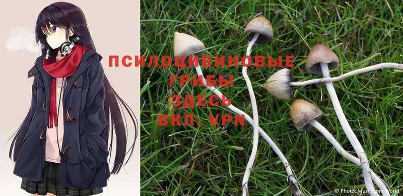 Галлюциногенные грибы Magic Shrooms  закладка  Бокситогорск 